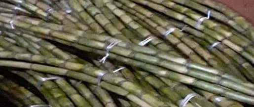 Sugar Cane