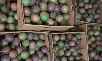 Passion Fruits