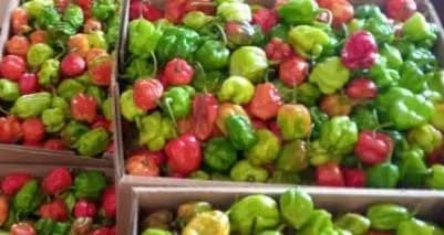 Hot Pepper