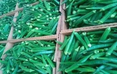 Okra