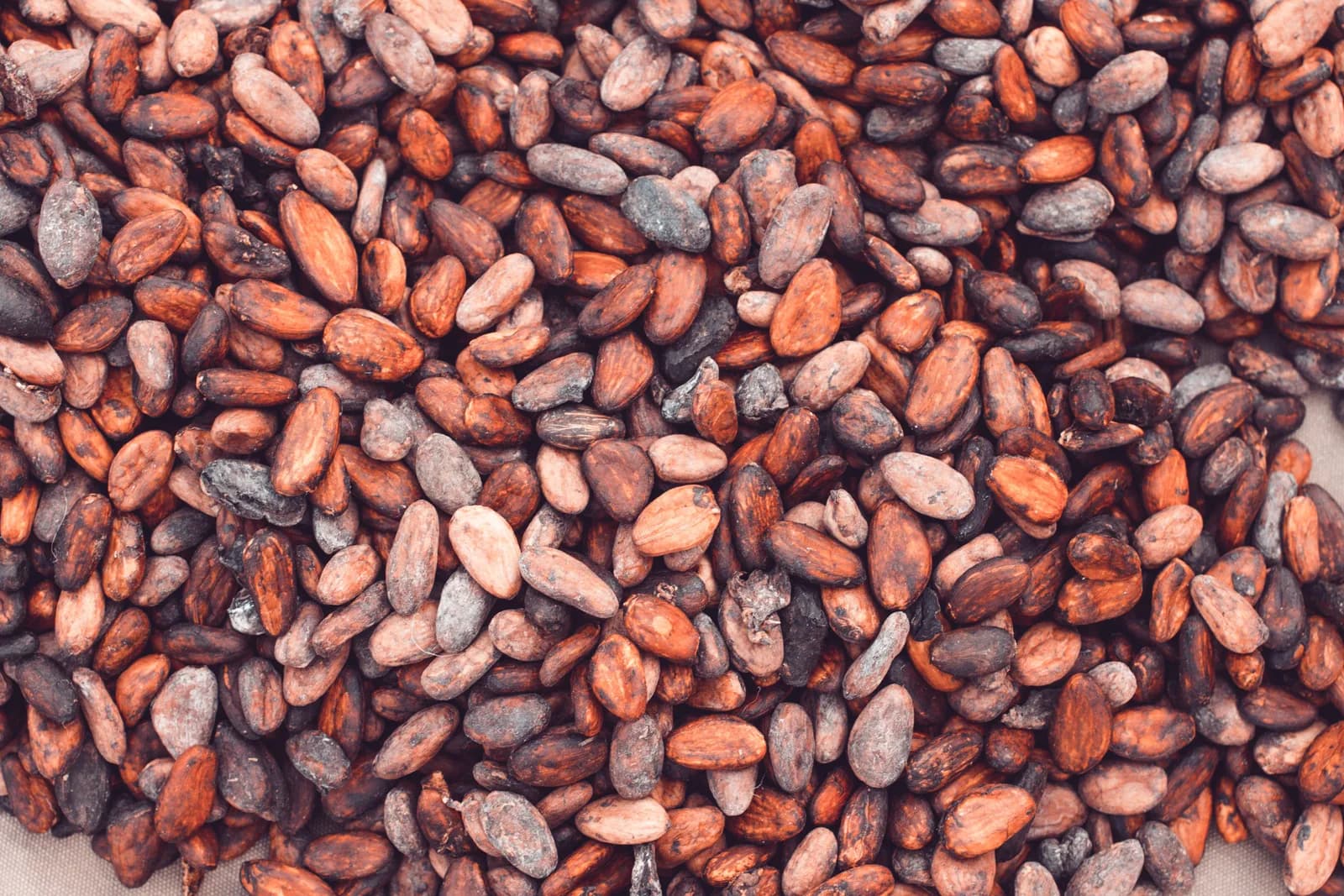 Cocoa Beans