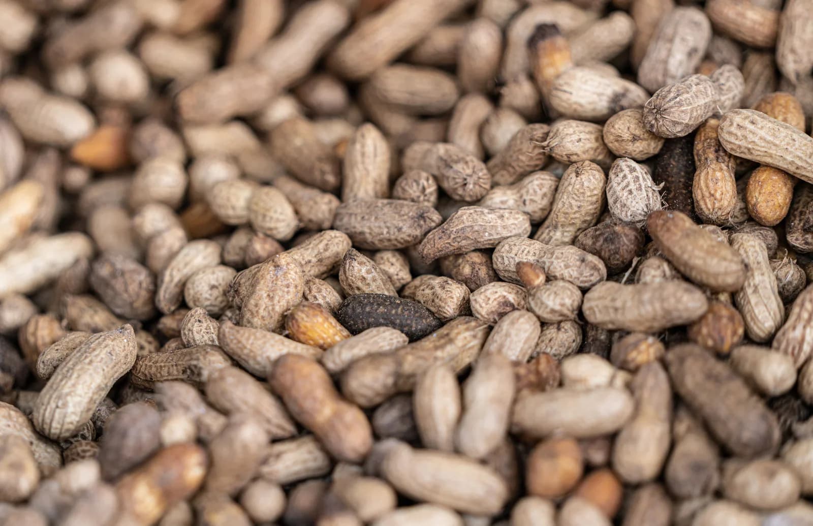 Fresh Peanuts